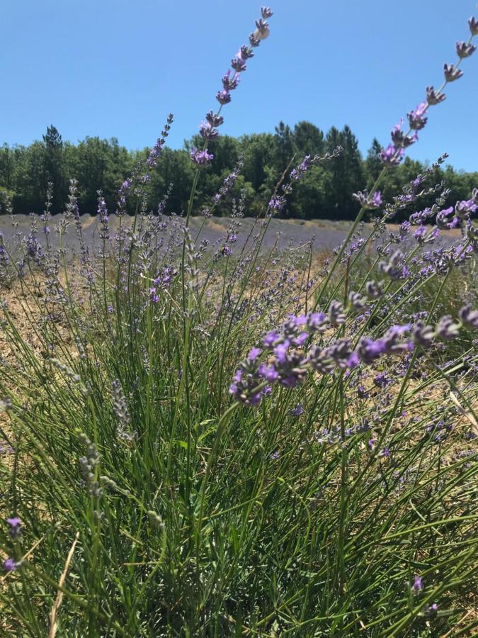 Villa Luberon Saint-Saturnin-d'Apt Eksteriør billede